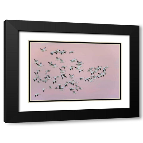 New Mexico Snow geese in flight against pink sky Black Modern Wood Framed Art Print with Double Matting by Morris, Arthur