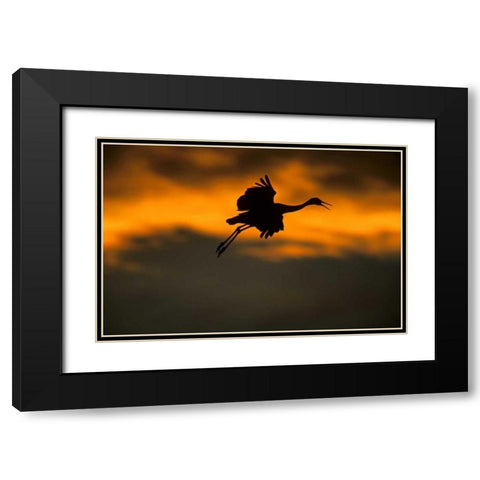 New Mexico Sandhill crane landing at sunset Black Modern Wood Framed Art Print with Double Matting by Illg, Cathy and Gordon