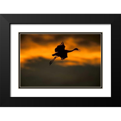 New Mexico Sandhill crane landing at sunset Black Modern Wood Framed Art Print with Double Matting by Illg, Cathy and Gordon