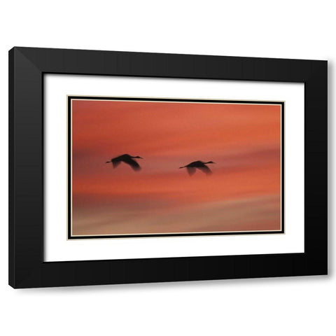 New MexicoAbstract of two sandhill cranes Black Modern Wood Framed Art Print with Double Matting by Anon, Josh