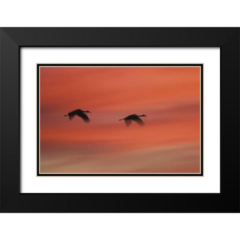 New MexicoAbstract of two sandhill cranes Black Modern Wood Framed Art Print with Double Matting by Anon, Josh