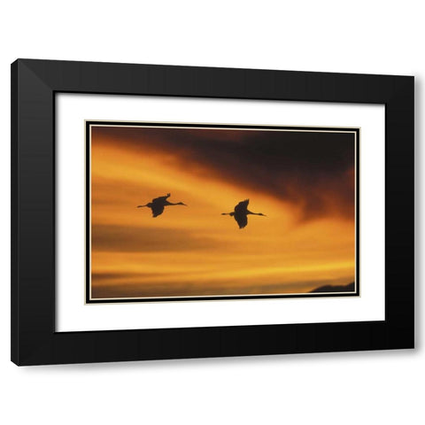 New MexicoTwo sandhill cranes flying at sunset Black Modern Wood Framed Art Print with Double Matting by Anon, Josh