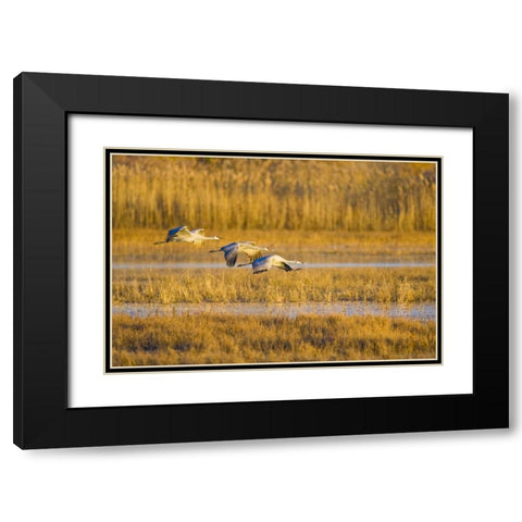 New Mexico Greater sandhill cranes landing Black Modern Wood Framed Art Print with Double Matting by Lord, Fred