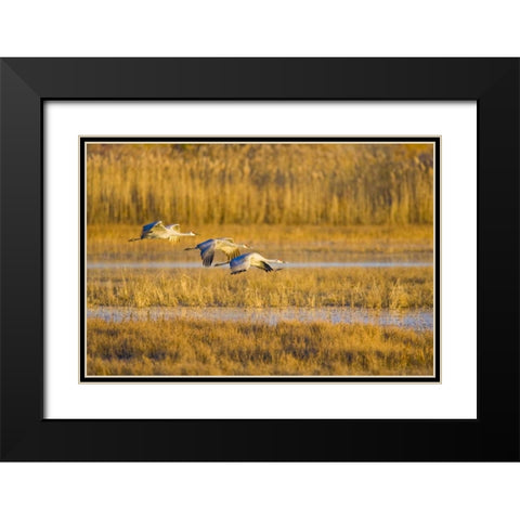 New Mexico Greater sandhill cranes landing Black Modern Wood Framed Art Print with Double Matting by Lord, Fred