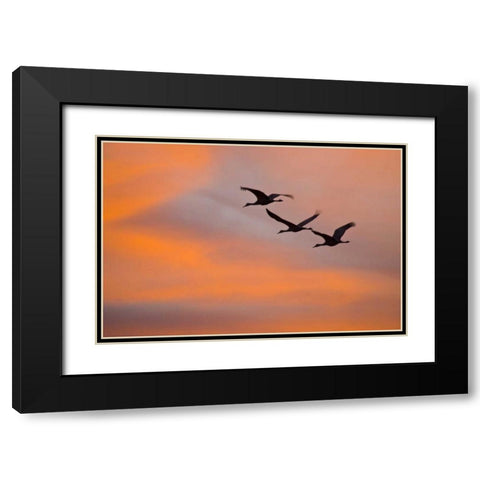 New Mexico Greater sandhill cranes leaving nest Black Modern Wood Framed Art Print with Double Matting by Lord, Fred