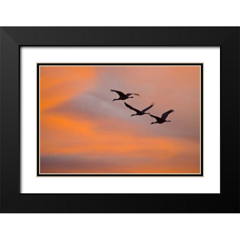 New Mexico Greater sandhill cranes leaving nest Black Modern Wood Framed Art Print with Double Matting by Lord, Fred