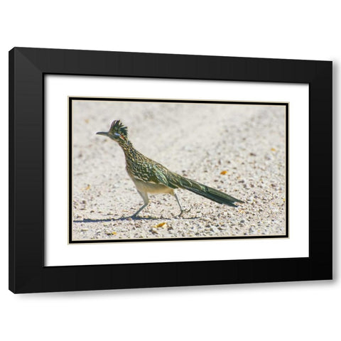 New Mexico Greater roadrunner crossing road Black Modern Wood Framed Art Print with Double Matting by Lord, Fred