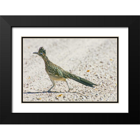 New Mexico Greater roadrunner crossing road Black Modern Wood Framed Art Print with Double Matting by Lord, Fred