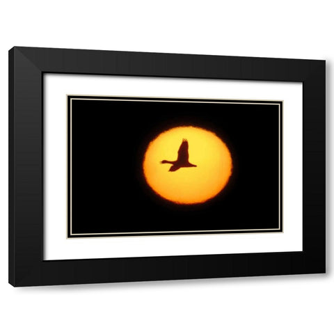 New Mexico Silhouette of lone snow goose Black Modern Wood Framed Art Print with Double Matting by Morris, Arthur