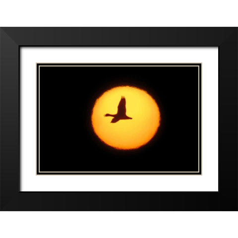 New Mexico Silhouette of lone snow goose Black Modern Wood Framed Art Print with Double Matting by Morris, Arthur