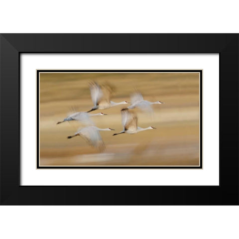 New Mexico Sandhill cranes fly in blurred Black Modern Wood Framed Art Print with Double Matting by Morris, Arthur