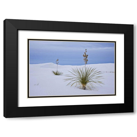 New Mexico, White Sands NM Yucca on sand dunes Black Modern Wood Framed Art Print with Double Matting by Grall, Don
