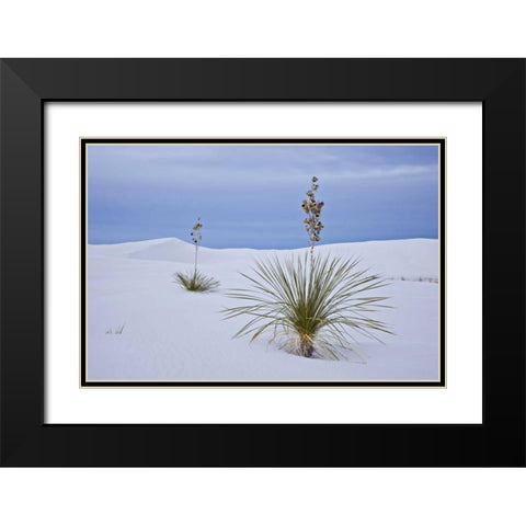New Mexico, White Sands NM Yucca on sand dunes Black Modern Wood Framed Art Print with Double Matting by Grall, Don