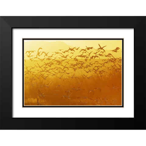 New Mexico Snow geese taking flight Black Modern Wood Framed Art Print with Double Matting by Morris, Arthur