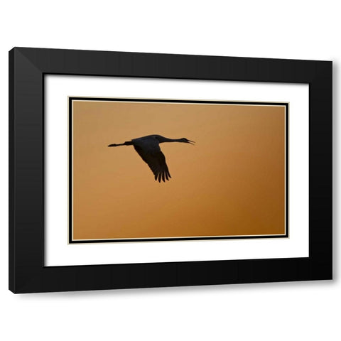 New Mexico Lone sandhill goose flying at sunset Black Modern Wood Framed Art Print with Double Matting by Lord, Fred