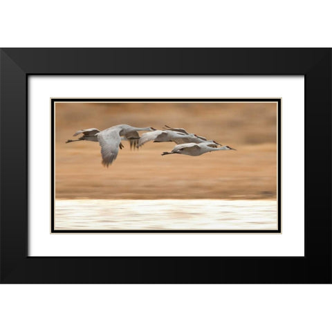 New Mexico Group of sandhill geese flying Black Modern Wood Framed Art Print with Double Matting by Lord, Fred