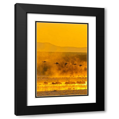 New Mexico, Bosque Del Apache Sandhill cranes Black Modern Wood Framed Art Print with Double Matting by Illg, Cathy and Gordon