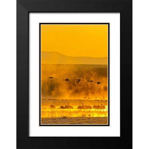 New Mexico, Bosque Del Apache Sandhill cranes Black Modern Wood Framed Art Print with Double Matting by Illg, Cathy and Gordon
