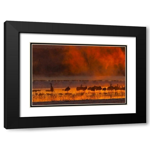 New Mexico, Bosque Del Apache Sandhill cranes Black Modern Wood Framed Art Print with Double Matting by Illg, Cathy and Gordon