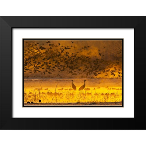 New Mexico Sandhill cranes and snow geese in fog Black Modern Wood Framed Art Print with Double Matting by Illg, Cathy and Gordon