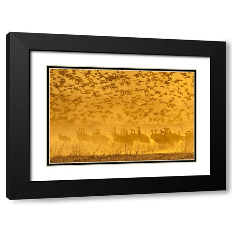 New Mexico Sandhill cranes-snow geese Black Modern Wood Framed Art Print with Double Matting by Illg, Cathy and Gordon