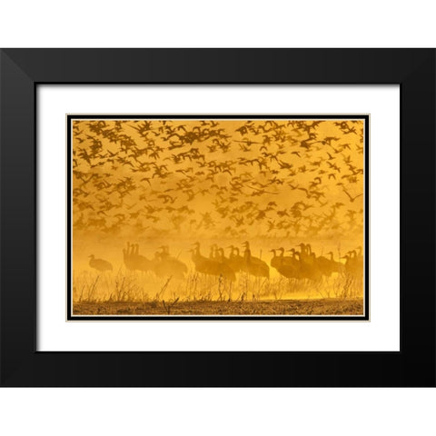 New Mexico Sandhill cranes-snow geese Black Modern Wood Framed Art Print with Double Matting by Illg, Cathy and Gordon