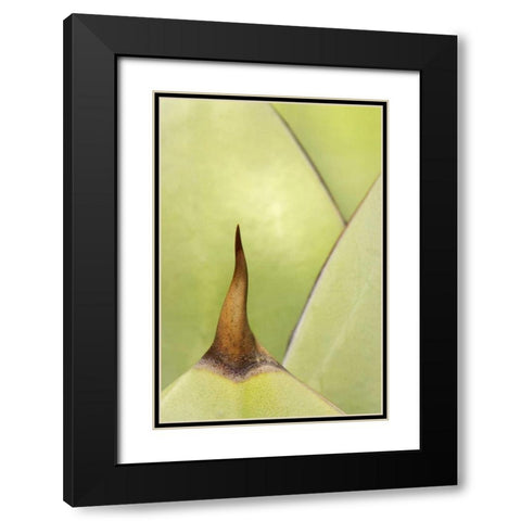 USA, Southwest Close-up of thorn on agave plant Black Modern Wood Framed Art Print with Double Matting by Flaherty, Dennis
