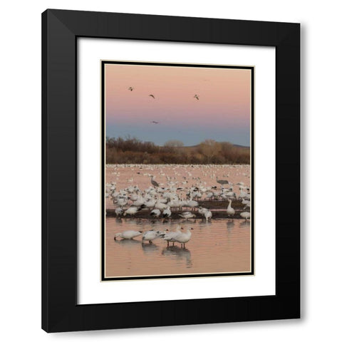 New Mexico snow geese twilight wedge Black Modern Wood Framed Art Print with Double Matting by Illg, Cathy and Gordon