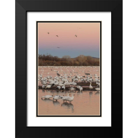 New Mexico snow geese twilight wedge Black Modern Wood Framed Art Print with Double Matting by Illg, Cathy and Gordon