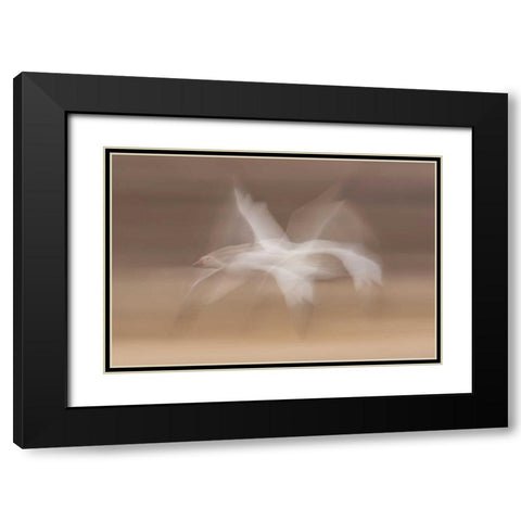 New Mexico snow goose in flight blur Black Modern Wood Framed Art Print with Double Matting by Illg, Cathy and Gordon