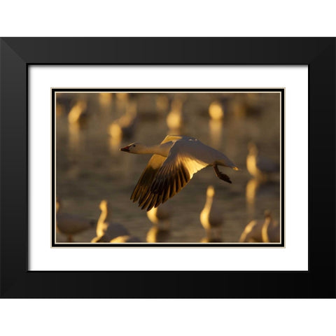 New Mexico Snow goose in flight Black Modern Wood Framed Art Print with Double Matting by Illg, Cathy and Gordon