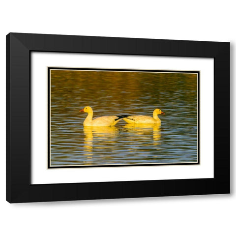 New Mexico, Bosque Del Apache NWR snow geese Black Modern Wood Framed Art Print with Double Matting by Illg, Cathy and Gordon