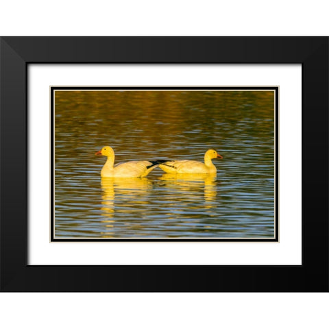 New Mexico, Bosque Del Apache NWR snow geese Black Modern Wood Framed Art Print with Double Matting by Illg, Cathy and Gordon