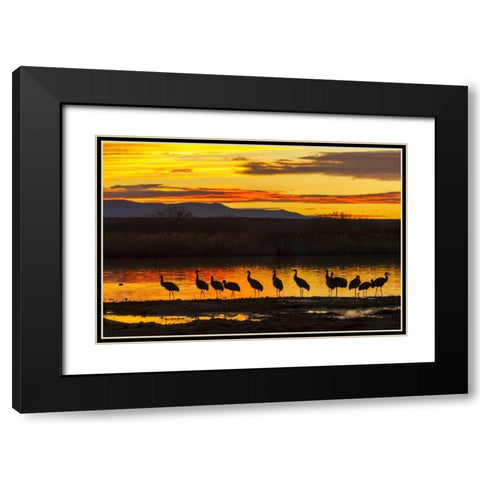New Mexico, Bosque Del Apache Sandhill cranes Black Modern Wood Framed Art Print with Double Matting by Illg, Cathy and Gordon