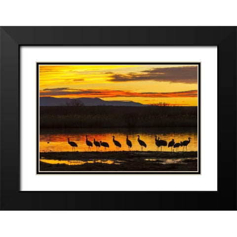 New Mexico, Bosque Del Apache Sandhill cranes Black Modern Wood Framed Art Print with Double Matting by Illg, Cathy and Gordon