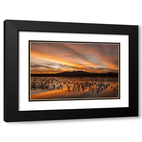 New Mexico, Bosque Del Apache snow geese sunset Black Modern Wood Framed Art Print with Double Matting by Illg, Cathy and Gordon