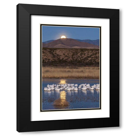 New Mexico Moonset over snow geese Black Modern Wood Framed Art Print with Double Matting by Illg, Cathy and Gordon