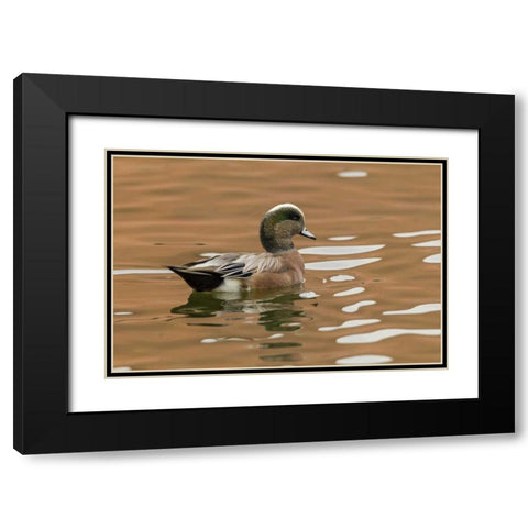 USA, New Mexico American widgeon duck in water Black Modern Wood Framed Art Print with Double Matting by Illg, Cathy and Gordon