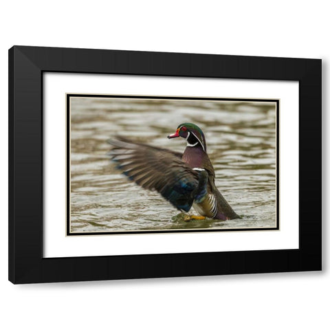 USA, New Mexico Wood duck taking off in water Black Modern Wood Framed Art Print with Double Matting by Illg, Cathy and Gordon