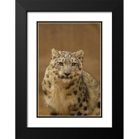 New Mexico, Albuquerque Close-up of snow leopard Black Modern Wood Framed Art Print with Double Matting by Illg, Cathy and Gordon