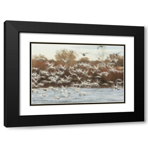 New Mexico Flock of snow geese taking flight Black Modern Wood Framed Art Print with Double Matting by Illg, Cathy and Gordon