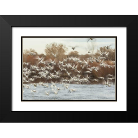 New Mexico Flock of snow geese taking flight Black Modern Wood Framed Art Print with Double Matting by Illg, Cathy and Gordon