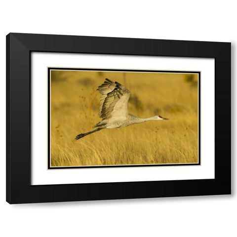 New Mexico Sandhill crane in flight Black Modern Wood Framed Art Print with Double Matting by Illg, Cathy and Gordon