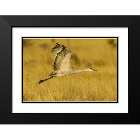 New Mexico Sandhill crane in flight Black Modern Wood Framed Art Print with Double Matting by Illg, Cathy and Gordon