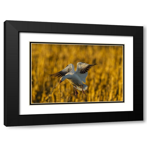 New Mexico, Bosque del Apache Snow goose landing Black Modern Wood Framed Art Print with Double Matting by Illg, Cathy and Gordon