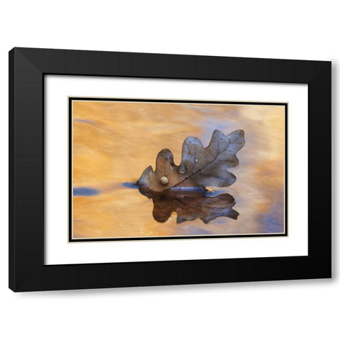 New Mexico Oak leaf in stream at Ghost Ranch Black Modern Wood Framed Art Print with Double Matting by Bush, Marie