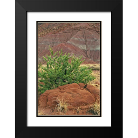 New Mexico Red rocks and green pine tree Black Modern Wood Framed Art Print with Double Matting by Bush, Marie