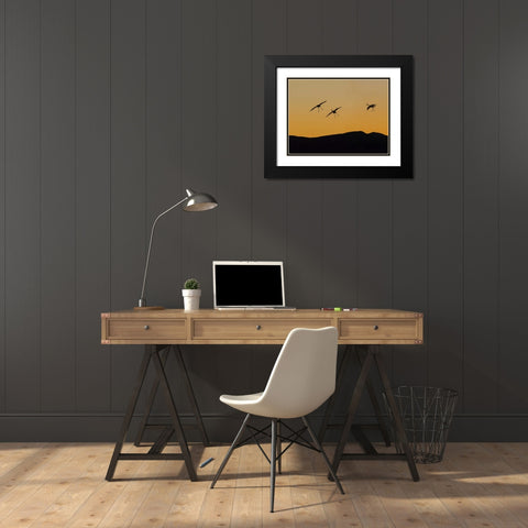New Mexico Sandhill cranes landing at sunset Black Modern Wood Framed Art Print with Double Matting by Paulson, Don