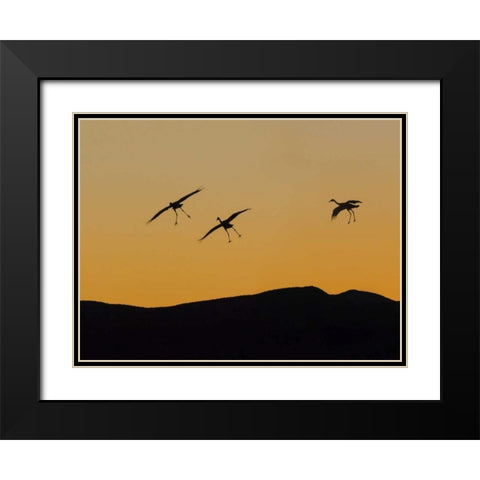 New Mexico Sandhill cranes landing at sunset Black Modern Wood Framed Art Print with Double Matting by Paulson, Don