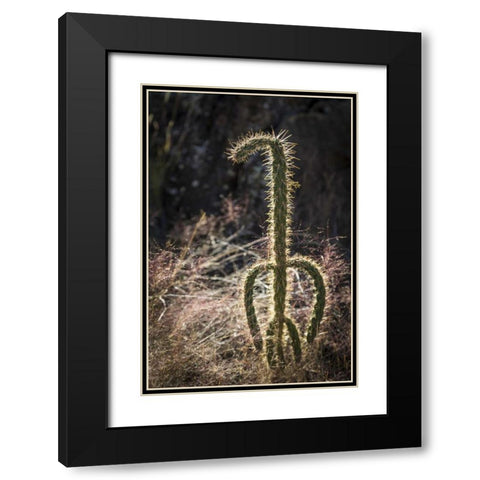 New Mexico, Valley of Fires Backlit cactus Black Modern Wood Framed Art Print with Double Matting by Paulson, Don